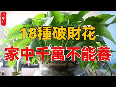 財位適合放什麼植物|風水師揭密：財位放什麼植物最旺？萬年青、發財樹助你財運亨。